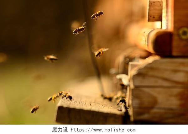 蜜蜂种群的春天